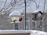 73711CrLeUsm - Cardinal enjoying the feeder   Each New Day A Miracle  [  Understanding the Bible   |   Poetry   |   Story  ]- by Pete Rhebergen